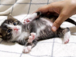 お腹をマッサージされる子猫