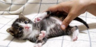お腹をマッサージされる子猫