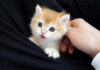 撫でられると何故か口が開く子猫