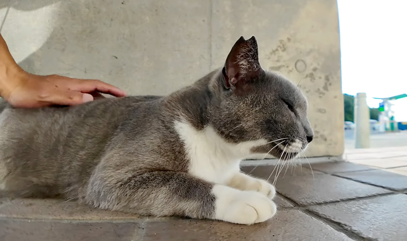 ナデナデされると鳩みたいに鳴く猫