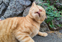 背中を撫でられるとペロペロしちゃう猫