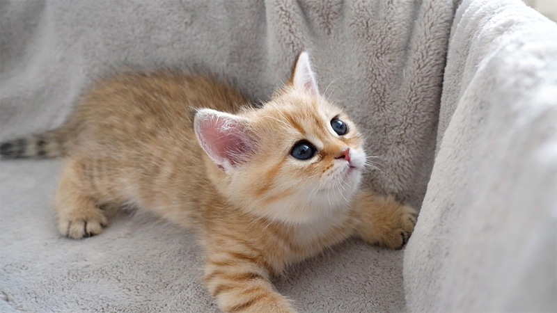寝床の子猫