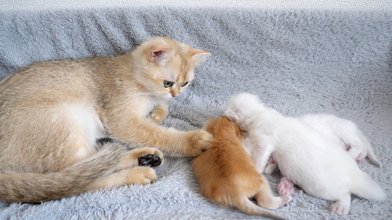 子猫達を寝かしつける猫