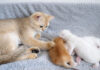 子猫達を寝かしつける猫
