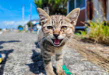 猫島の漁港で出会った子猫