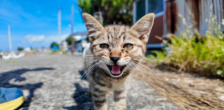 猫島の漁港で出会った子猫