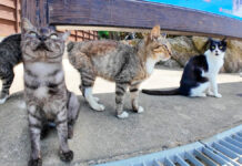 猫島で出迎えてくれた猫達