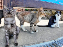 猫島で出迎えてくれた猫達
