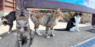 猫島で出迎えてくれた猫達
