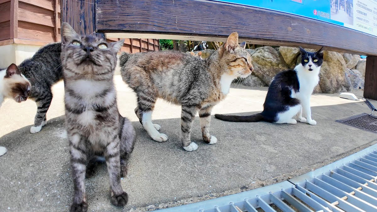 猫　他の方はご遠慮ください。 nekojimasyunkan_neko_title.jpg