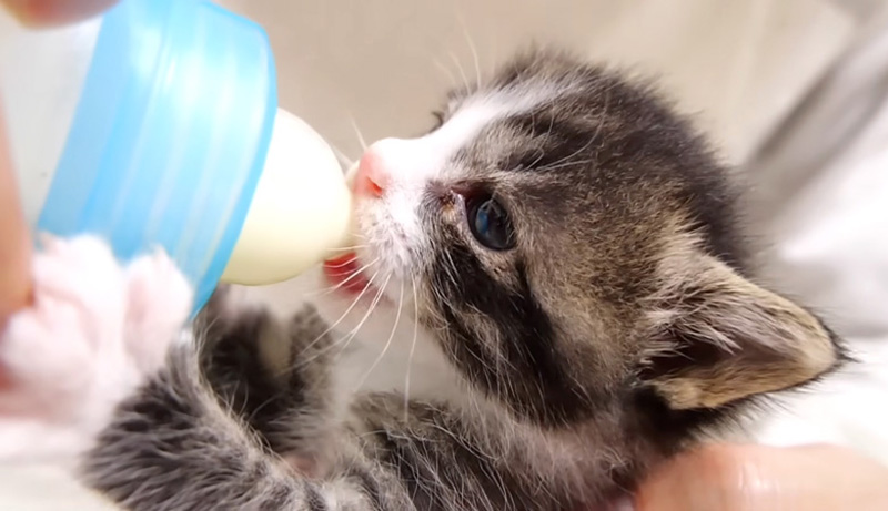 ミルクを飲む子猫