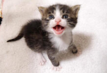 鳴く子猫