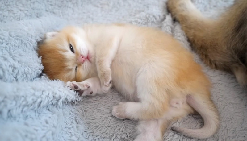 横になる子猫