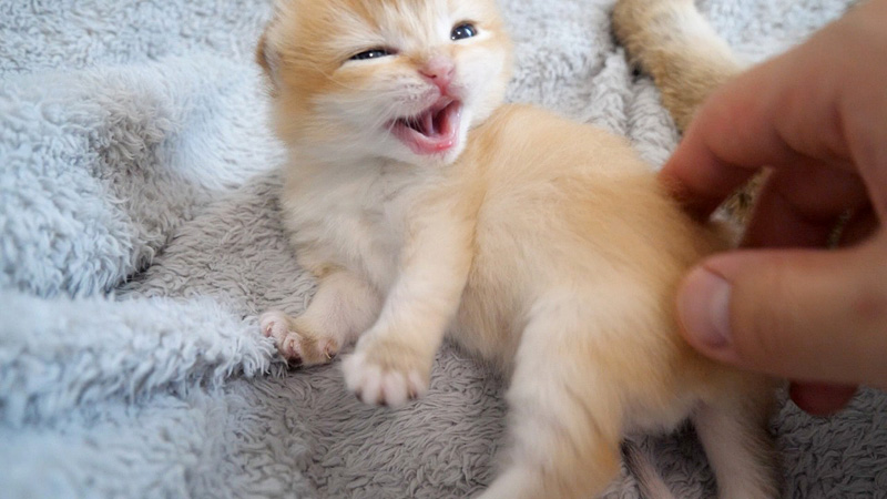 鳴く子猫