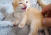 怒っちゃう子猫