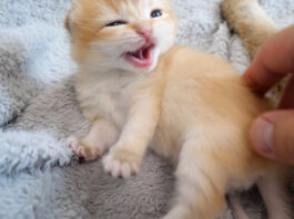 怒っちゃう子猫
