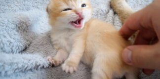 怒っちゃう子猫