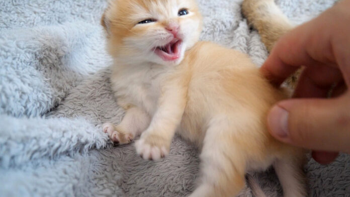 怒っちゃう子猫