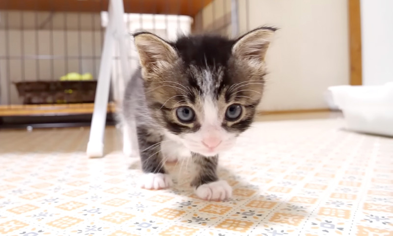近づいてくる子猫
