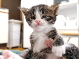お腹の上の子猫