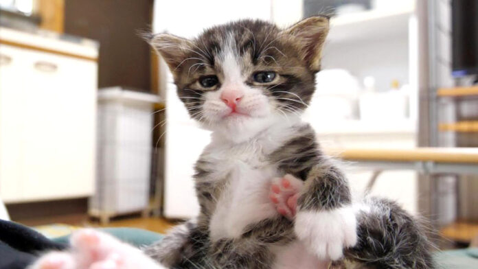 お腹の上の子猫