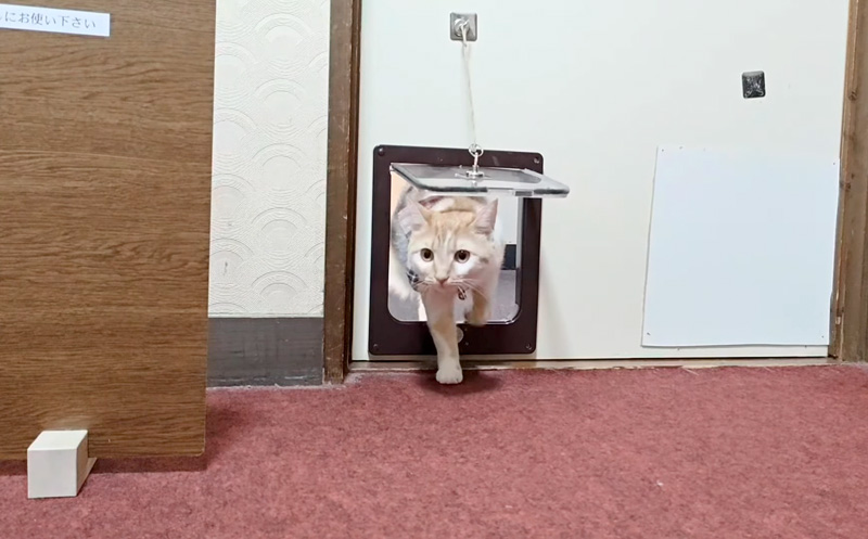 部屋に押しかけてくる猫