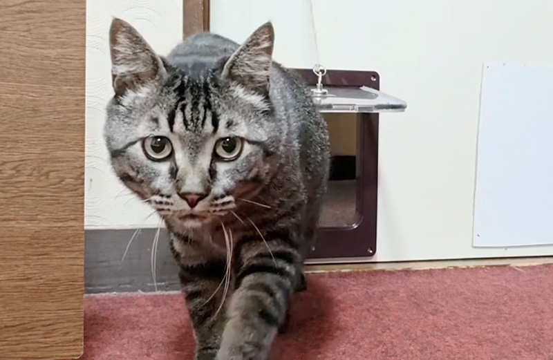 部屋に押しかけてくる猫