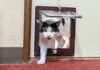部屋に押しかけてくる猫
