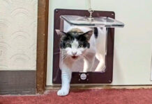 部屋に押しかけてくる猫