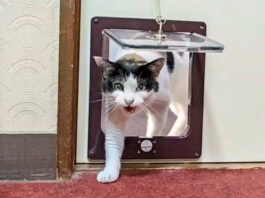 部屋に押しかけてくる猫