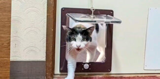 部屋に押しかけてくる猫