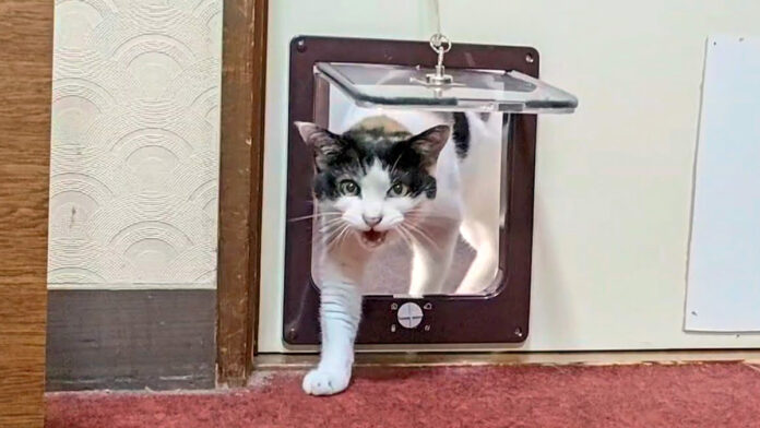 部屋に押しかけてくる猫