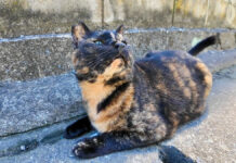 漁港の町の路地裏で出会った猫