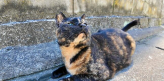 漁港の町の路地裏で出会った猫
