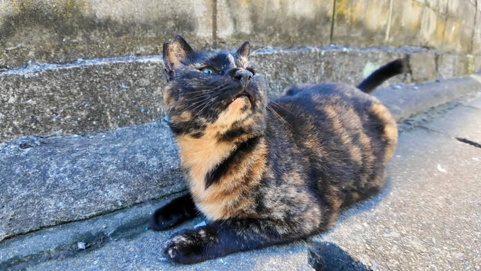 漁港の町の路地裏で出会った猫