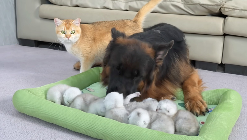 子猫達を世話するシェパード