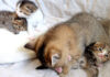 赤ちゃん猫達を世話する姉猫