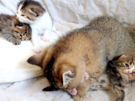 赤ちゃん猫達を世話する姉猫