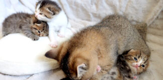 赤ちゃん猫達を世話する姉猫