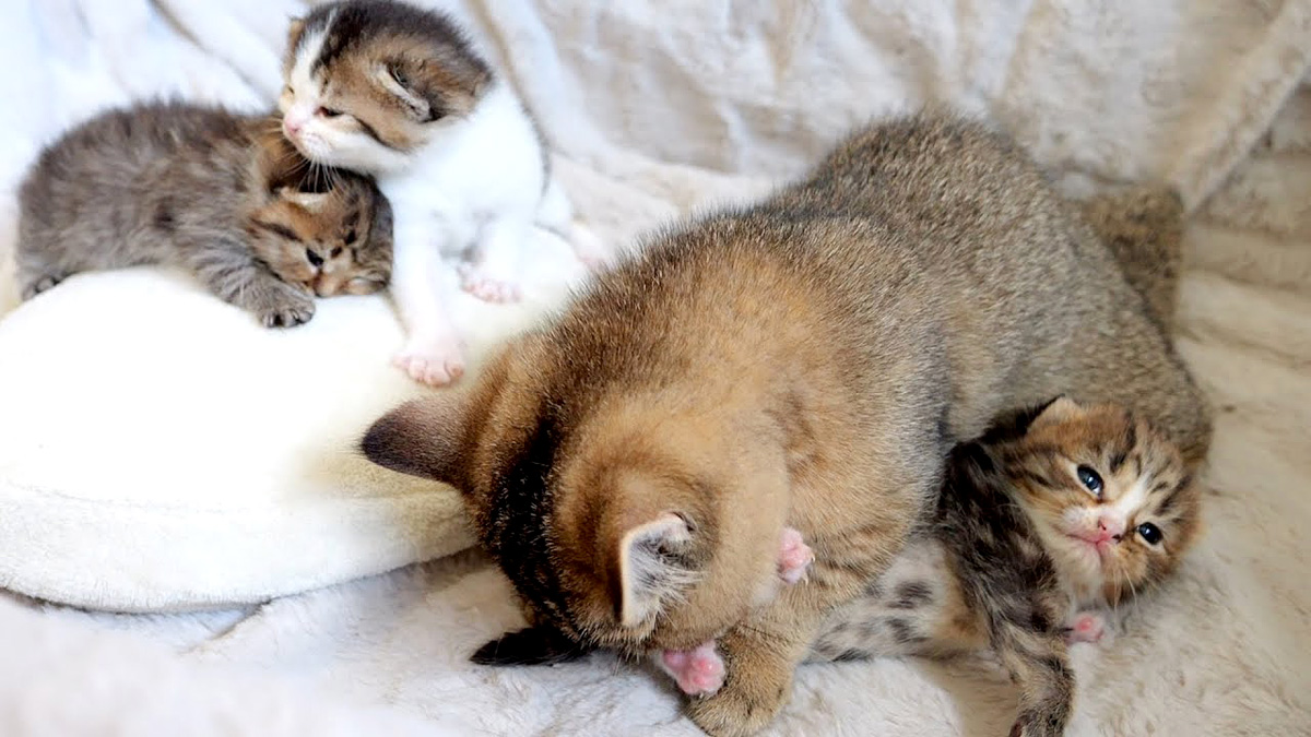 sewaooisogasi_neko_title.jpg
