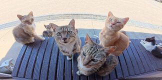 休憩所を覗く猫達