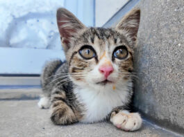 漁港の倉庫の日陰で休む子猫