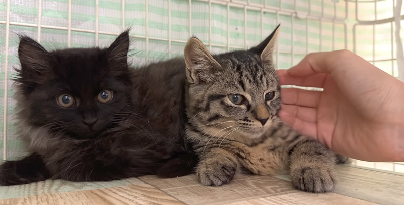 撫でさせてくれた子猫