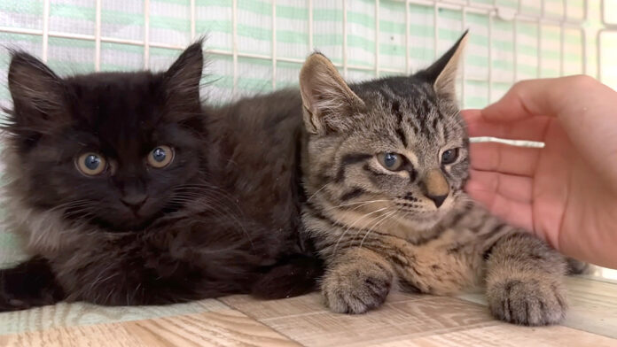 撫でさせてくれた子猫
