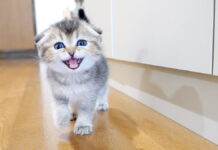 食べ物を探す子猫