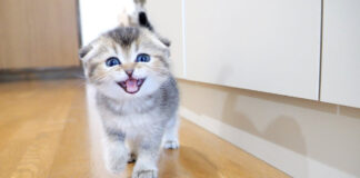 食べ物を探す子猫