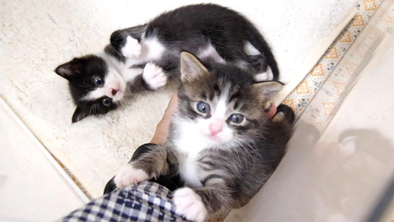 手に登る子猫