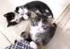 手に登る子猫