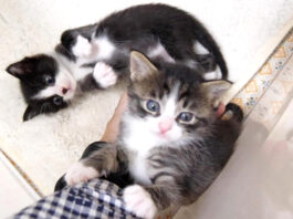 手に登る子猫