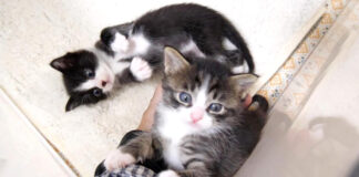 手に登る子猫